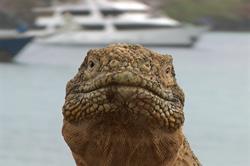 Galapagos Islands